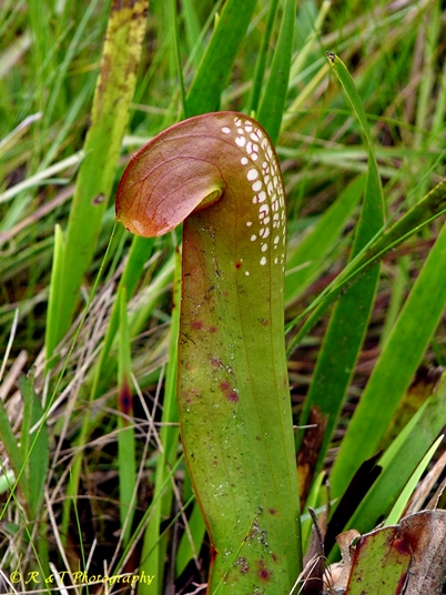 {Sarracenia minor}